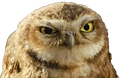 owl-pissed