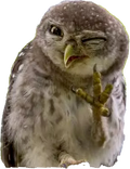 owl-wink