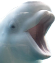 pog-dolphin